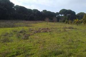 Terreno vendita in Almonte, Huelva. 