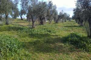 Terreno vendita in Dehesa Del Turmal, Almonte, Huelva. 