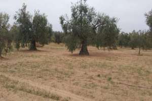 Grundstück/Finca zu verkaufen in Raigal, Almonte, Huelva. 