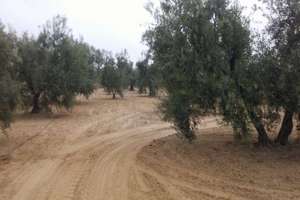Grundstück/Finca zu verkaufen in Raigal, Almonte, Huelva. 