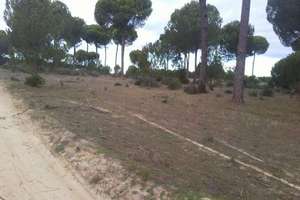 Grundstück/Finca zu verkaufen in Montehigo, Almonte, Huelva. 
