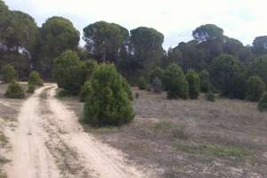 Pozemky na prodej v Montehigo, Almonte, Huelva. 