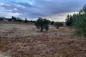 Ranch for sale in Los Reyes, Almonte, Huelva. 