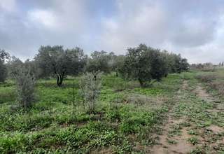 Terreno vendita in El Raigal, Almonte, Huelva. 