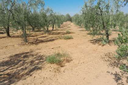 Grundstück/Finca zu verkaufen in La Carpintera, Almonte, Huelva. 
