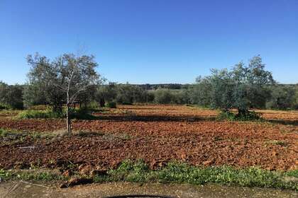 Pozemky na prodej v Pilas, Aljarafe, Sevilla. 