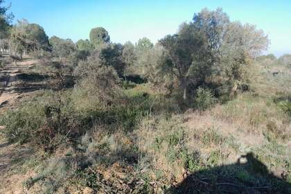 Terreno vendita in Los Serranos, Almonte, Huelva. 